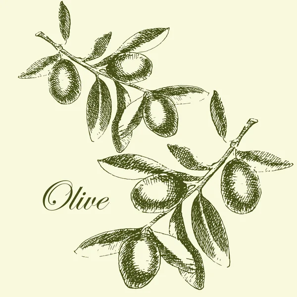 Vector de rama de olivo dibujado a mano. ilustración detallada del boceto — Archivo Imágenes Vectoriales