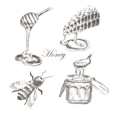 Tatlım, honeycells, honeystick, arı illüstrasyon vektör. doğa nesnelerin ayrıntılı el çizilmiş kroki