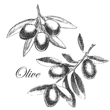 vector hand drawn olive branch. detailed sketch illustration