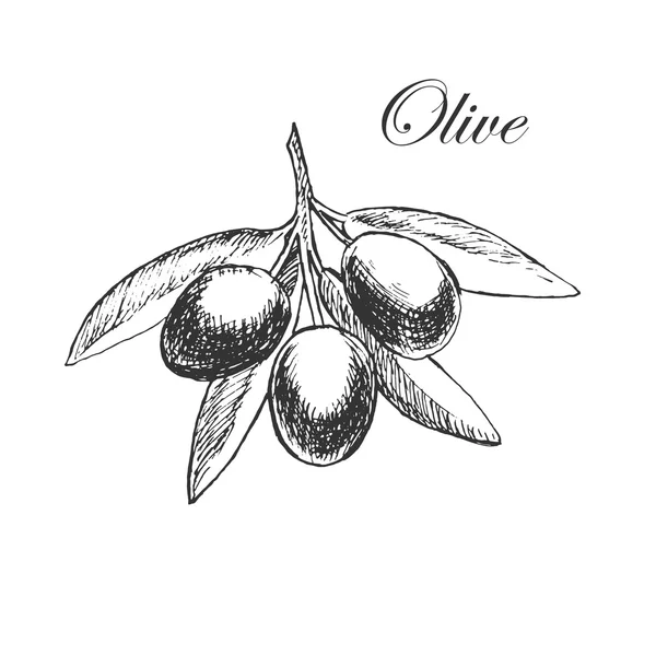 Vector hand drawn olive branch. detailed sketch illustration — Stok Vektör