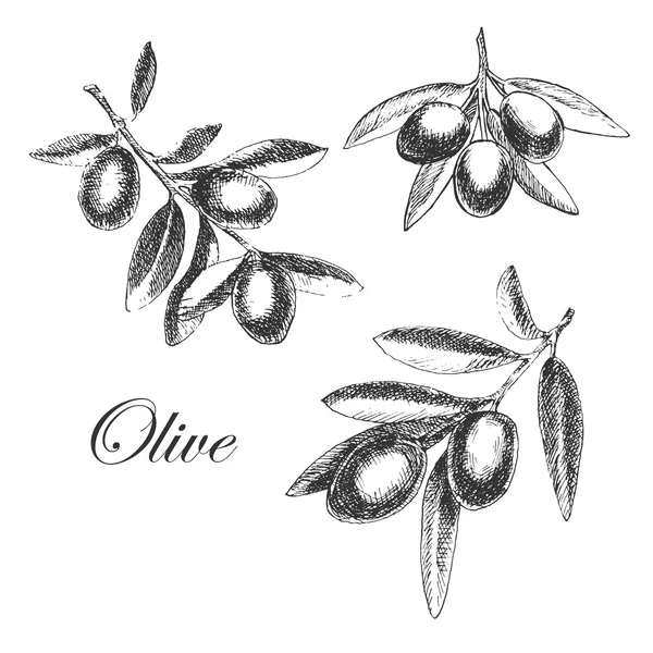 Vector hand drawn olive branch. detailed sketch illustration — Stock vektor