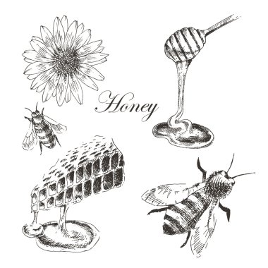 Tatlım, honeycells, honeystick, arı illüstrasyon vektör. doğa nesnelerin ayrıntılı el çizilmiş kroki