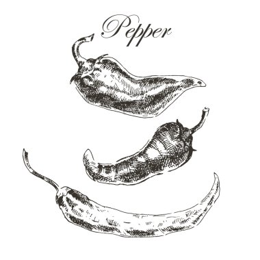 vektör elle çizilmiş chili biber kroki set. mürekkep ve kalem retro vintage botanik illüstrasyon