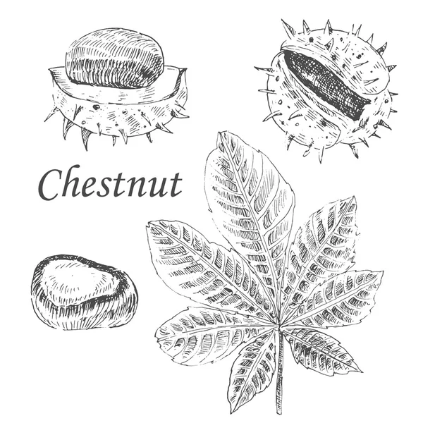 Croquis vectoriel en châtaignier et feuille sur fond blanc. illustration botanique d'automne rétro détaillée — Image vectorielle