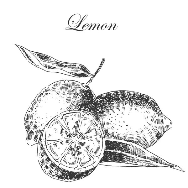 Vektör limon narenciye çizilmiş kroki mürekkep ve kalem ver. Retro botanik resimde ayrıntılı — Stok Vektör