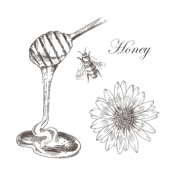 Vector honey, honeycells, honeystick, včela ilustrace. tažené skica podrobné rukou přírody objektů — Stockový vektor