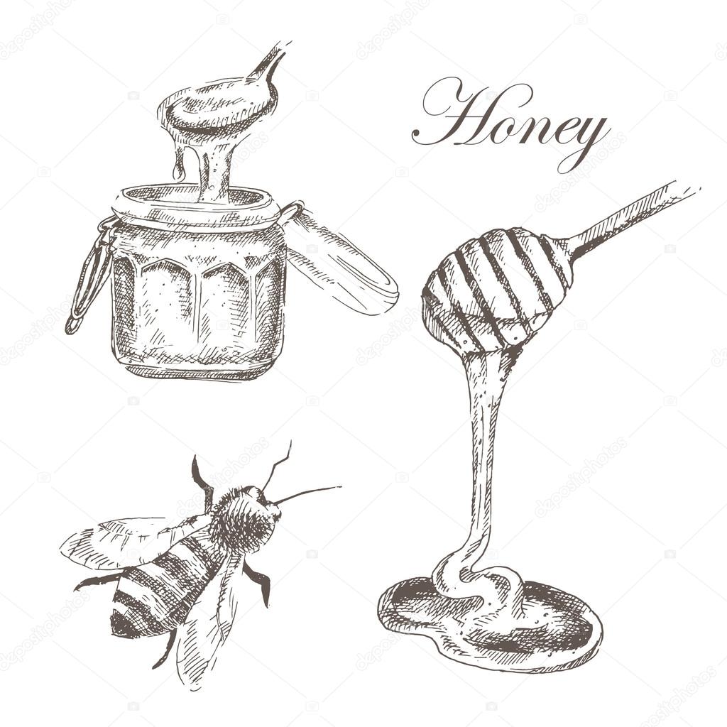 vector honey, honeycells, honeystick, bee illustration. detailed hand drawn sketch of nature objects