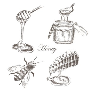 Tatlım, honeycells, honeystick, arı illüstrasyon vektör. doğa nesnelerin ayrıntılı el çizilmiş kroki