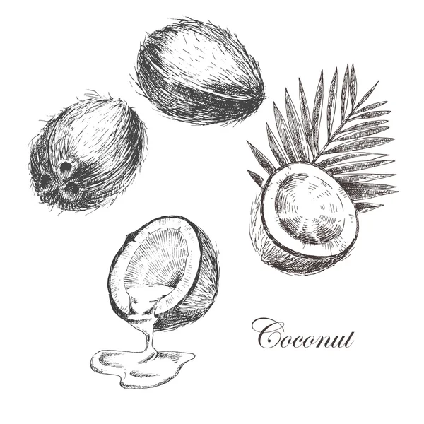 Vector coco bosquejo dibujado a mano con hoja de palma. estilo vintage tinta detallada y lápiz ilustración — Vector de stock