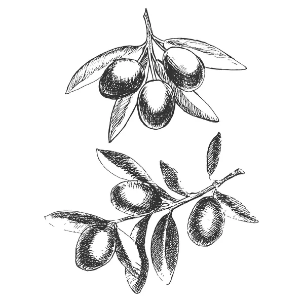 Vektor handgezeichneten Olivenzweig. Detaillierte Skizzenillustration — Stockvektor