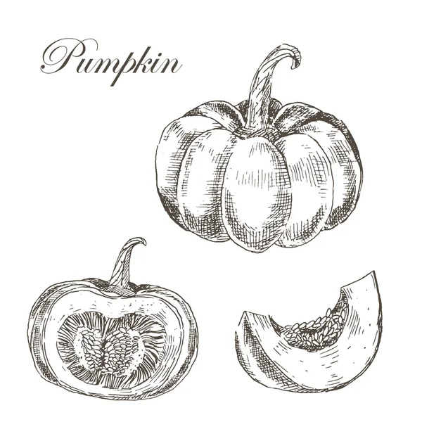 Vector pumpkin hand drawn ink and pencil drawing. seasonal autumn harvest botanical illustration in vintage style — 스톡 벡터