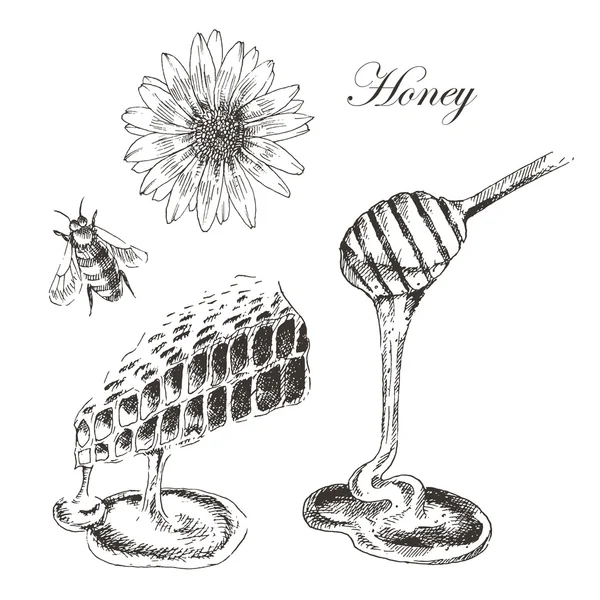 蜂蜜、honeycells、honeystick、蜂図をベクトルします。自然のオブジェクトの詳細な手描きのスケッチ — ストックベクタ