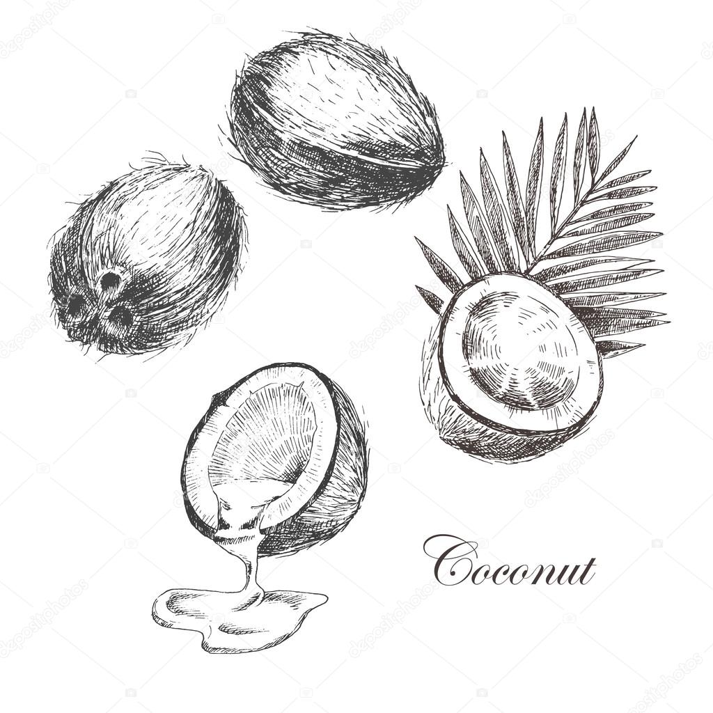 vector coconut hand drawn sketch with palm leaf. vintage style detailed ink and pencil illustration