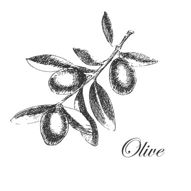 vector hand drawn olive branch. detailed sketch illustration