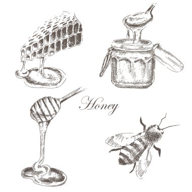 Tatlım, honeycells, honeystick, arı illüstrasyon vektör. doğa nesnelerin ayrıntılı el çizilmiş kroki