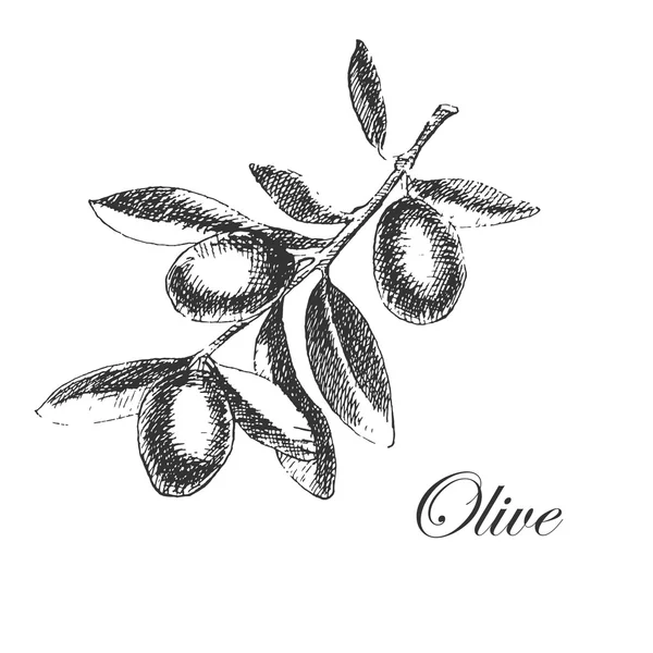 Vector hand drawn olive branch. detailed sketch illustration — Stockvector