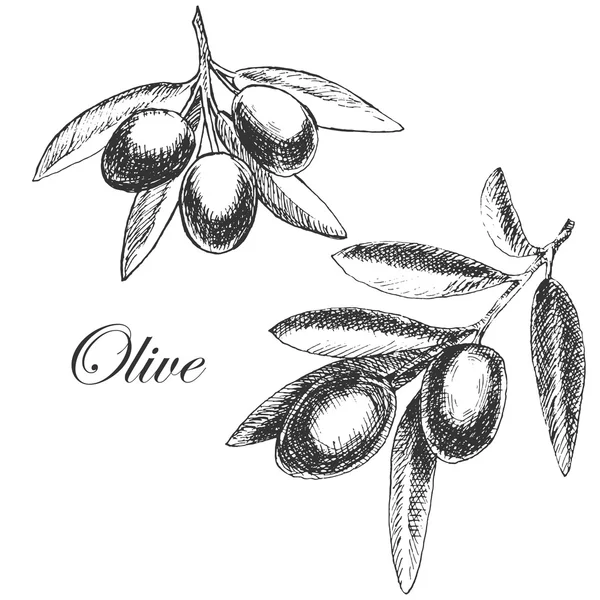 Vector hand drawn olive branch. detailed sketch illustration — ストックベクタ