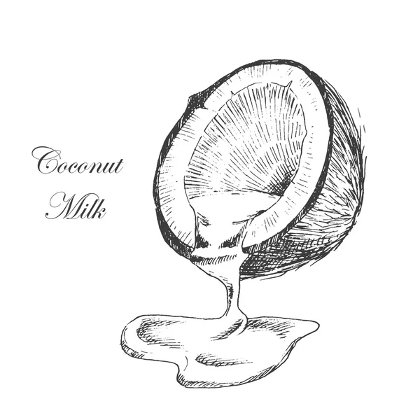 Vetor de coco desenhado à mão esboço com folha de palma. estilo vintage detalhada tinta e lápis ilustração Ilustrações De Stock Royalty-Free