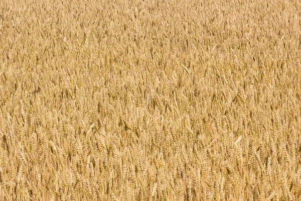 小麦字段 — 图库照片