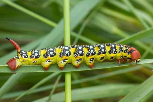 Parlak renkli Caterpillar