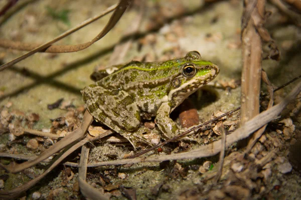 Green Frog — Stock Photo, Image