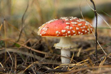 Sinek agaric mantar portre