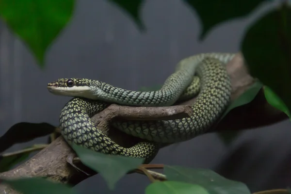 Serpiente — Foto de Stock