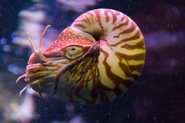 Chambered Nautilus