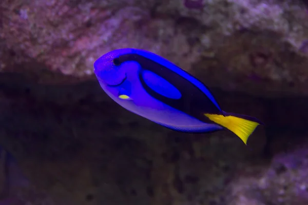 Peixes de coral — Fotografia de Stock