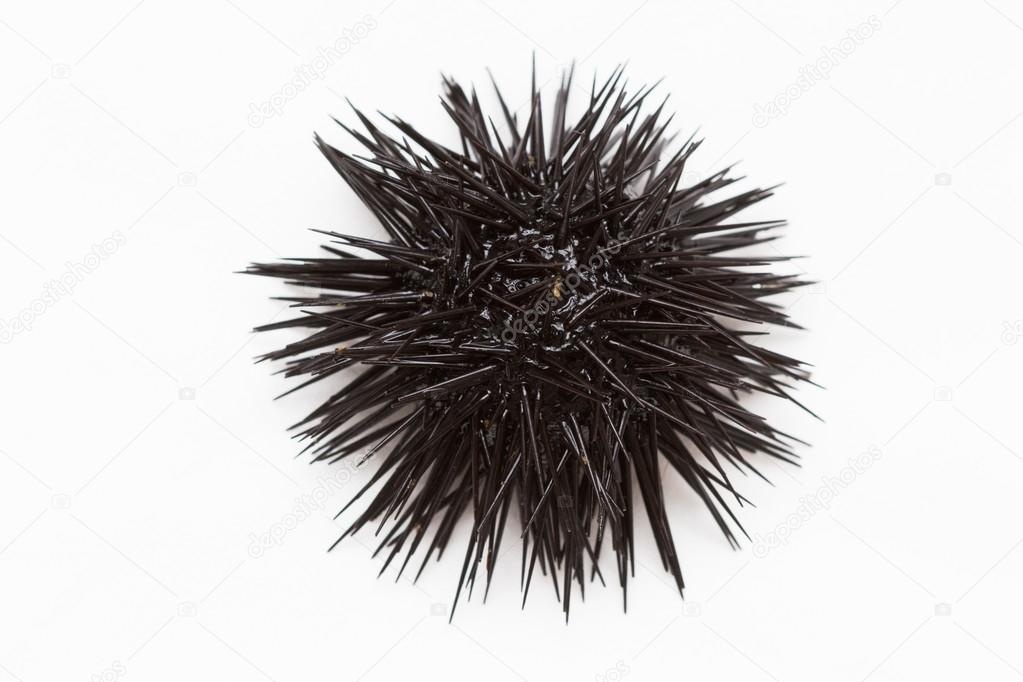 Sea urchin