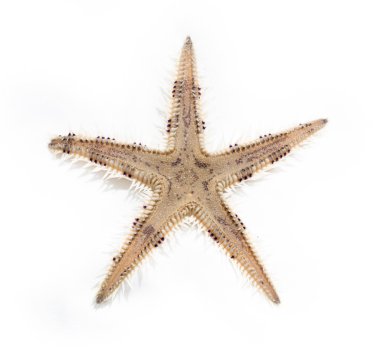 beyaz üzerinde izole denizyıldızı