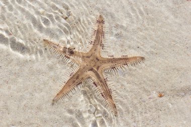 Sahilde denizyıldızı