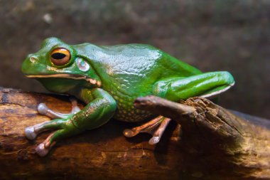 Yeşil ağaç kurbağası