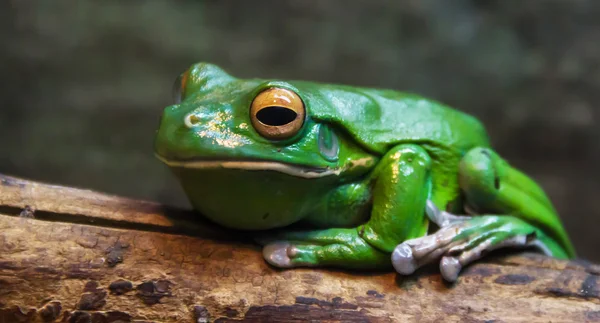 Green tree frog — Stock Photo, Image