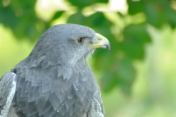 Black Chested Buzzard Eagle Portrait — Stock Photo, Image