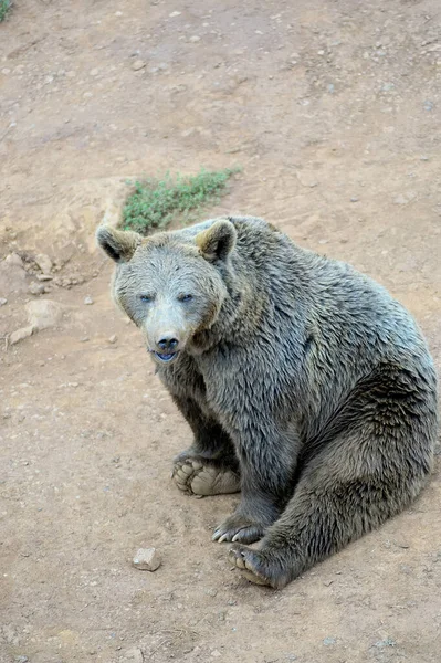 Oso Marrón Sentado Suelo —  Fotos de Stock