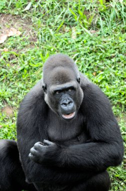 Cabarceno Doğa Parkındaki ovalı goril, Cantabria, İspanya.