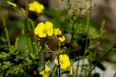 Cape Sorrel ya da Bermuda Düğünçiçeği (Oxalis pes-caprae) açık ve kapalı çiçeklerin bir arı ve yabani bitkiler arka planına sahip ayrıntıları.