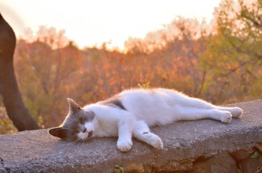 Güzel kedi, son güneş ışığının tadını çıkarıyor..