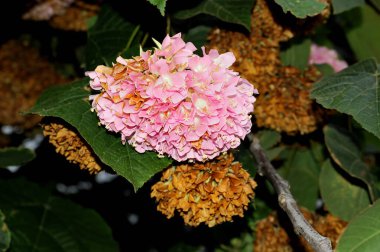 Tropikal ortanca (Dombeya wallichii) ayrıca pembe top ağacı çiçek detayı olarak da bilinir..