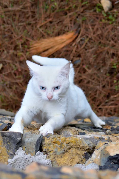 Сміливий Білий Кошеня Маскує Кам Яну Стіну — стокове фото