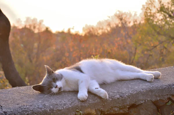 Красива Кішка Насолоджується Останніми Сонячними Променями Вдень — стокове фото