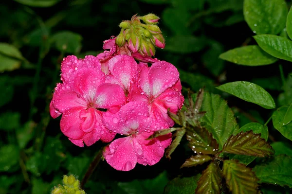 带野生型绿植物背景的雨中粉红花的细部 — 图库照片