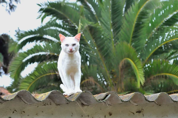 Білий Кіт Дивиться Даху — стокове фото