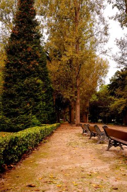 Ahşap bankları, ağaçları ve düşmüş yaprakları olan park yolu. Sonbahar sahnesi.