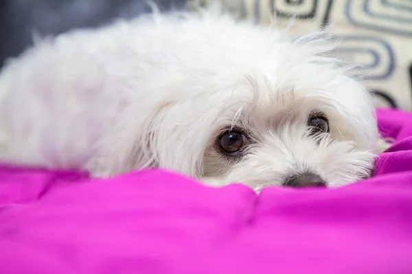 Yatakta yatıyordu köpek yavrusu