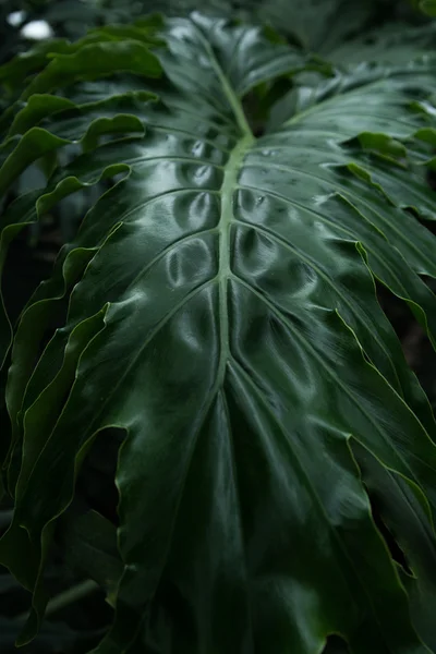 Folhas brilhantes verdes escuras da palmeira Philodendron selloum — Fotografia de Stock