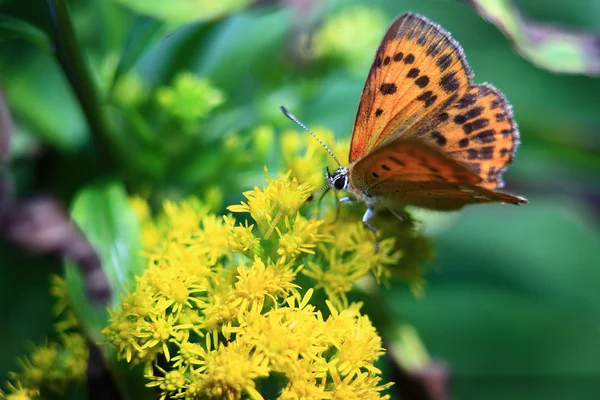 Оранжевая бабочка на желтом цветке — стоковое фото