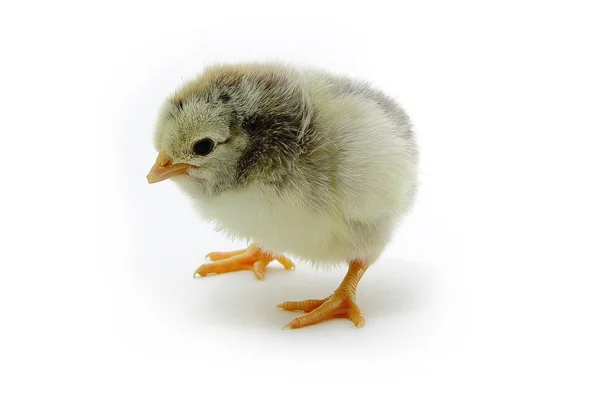 Spotty  chicken — Stock Photo, Image