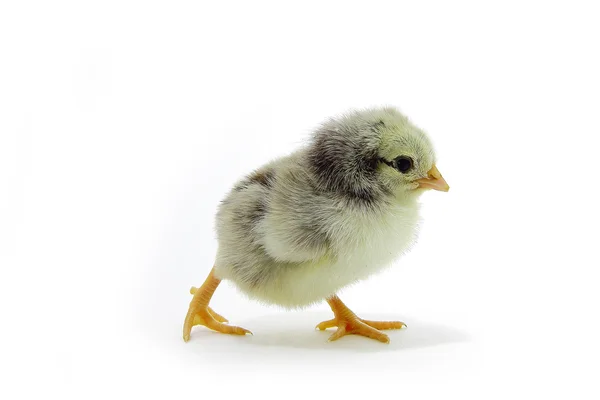 Spotty  chicken — Stock Photo, Image